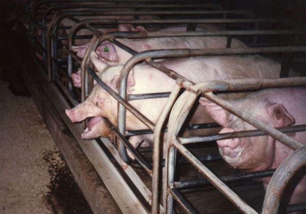 Aussie Pork Producers to Pull the Plug on Gestation Stalls by 2017!