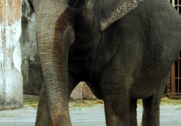 Top 10 Tuesday: Reasons Why Elephants Do Not Belong in Zoos