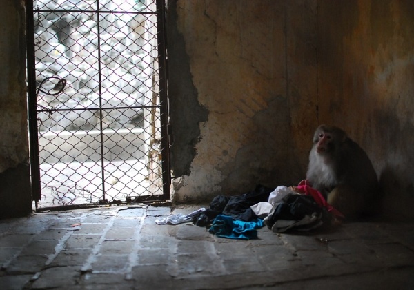 Decrepit Chinese Zoo Makes Monkeys Go Bananas