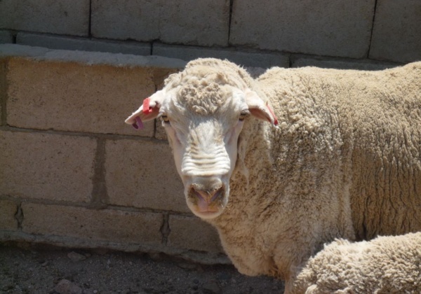 PETA Australia Implores Stud Producers to End Mulesing