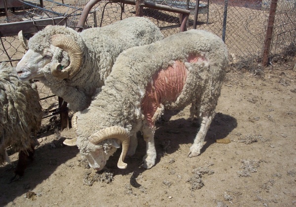 PETA Australia Pleads for End to Live Export in Light of Middle East Chaos