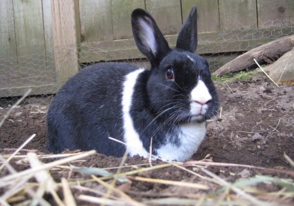 Easter No Fun for Bunnies in New Zealand!