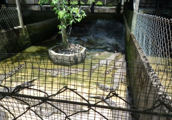 Victory! Jong’s Crocodile Farm Makes Improvements