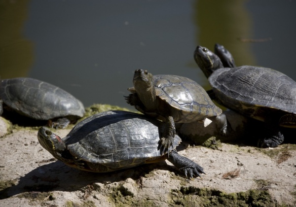 Tour Companies Say ‘No’ to Turtle Island Cruelty