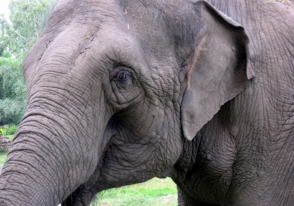 Another Tragic Death as a Result of Elephant Rides