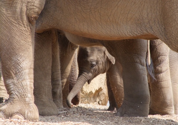 Cute Baby Elephants: Born to Be Wild! (Photos)