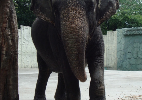 URGENT! Help Save Lonely, Bored, Miserable Elephant