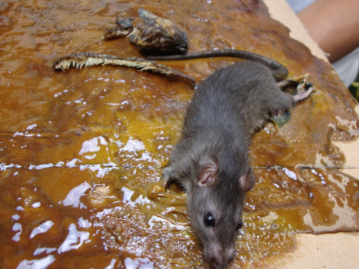 The Unfortunate Mr. Rat - News - PETA Asia