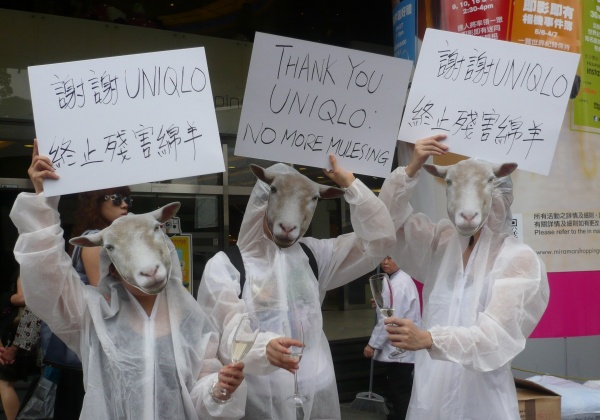 VICTORY! UNIQLO Pledges to Phase Out Buying Wool From Mulesed Sheep!