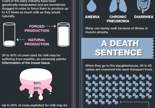 The Life of A Cow (Infographic)