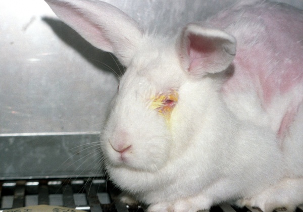 Chinese Scientists Learn Non-Animal Testing