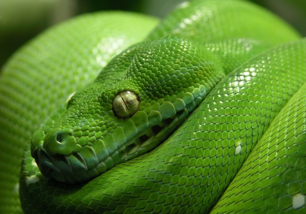 Wildlife Woes—What to Do When Snakes Visit