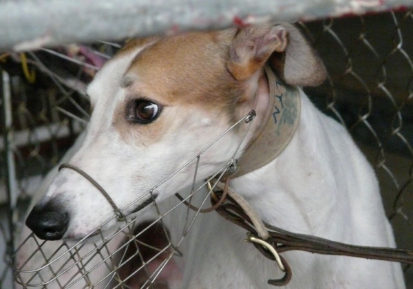 Save Greyhounds From Horrific Racing Industry