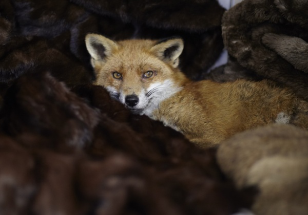 Cuteness Overload! Foxes Find Comfort in Donated Furs