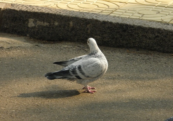 Pigeon Racing: The Deadliest Marathons