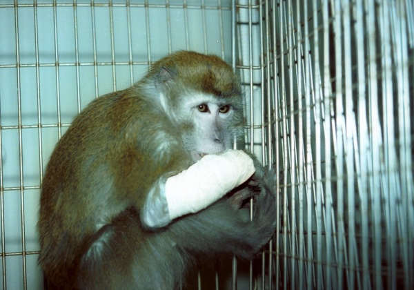 Hundreds of Monkeys Need The Israeli Prime Minister’s Help