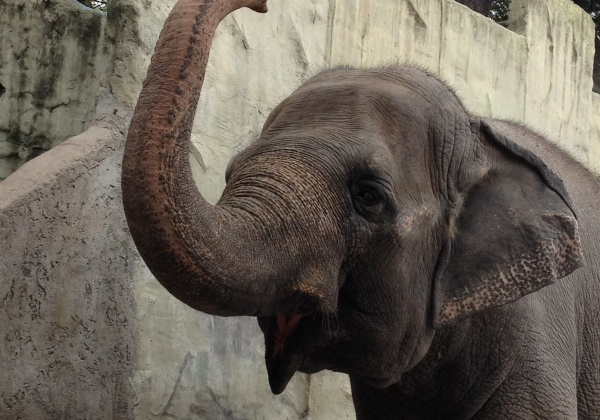 World-Renowned Elephant Rehabilitator Calls for Mali’s Transfer