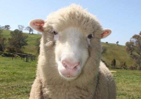 Myth: Wool Doesn’t Hurt