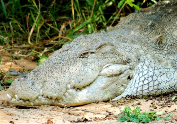 Lolong’s Death Is a Warning: End Captivity