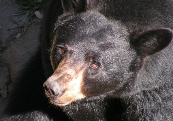 Bear Bile: A Life and Death Sentence