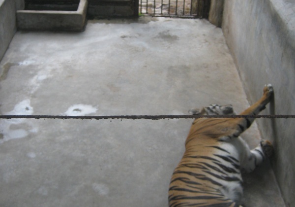 Critically Endangered Sumatran Tiger Dead at Surabaya Zoo