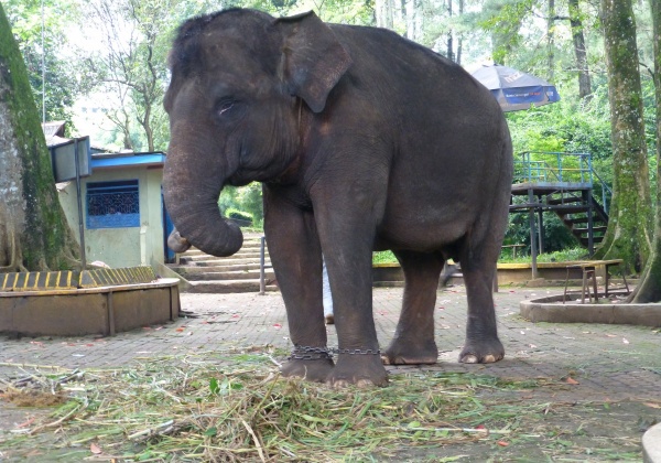 Elephant Dies Because of Neglect in Indonesian Zoo