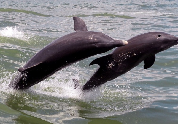 Victory for Animals! India Bans Dolphinariums