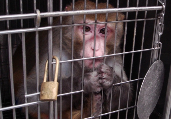 Mauritius Steps Backward: The Country’s First Animal Welfare Bill Legalizes Vivisection