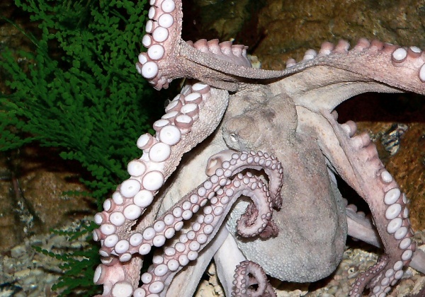 A Call to Arms for Octopuses