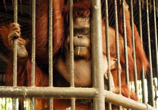 Surabaya ‘Death’ Zoo Kills Again