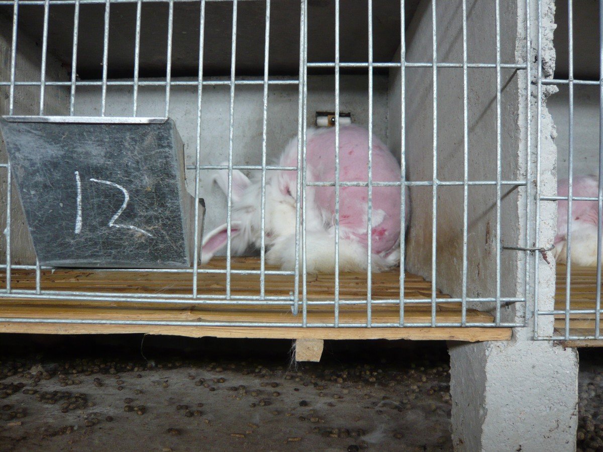 angora rabbit hutch