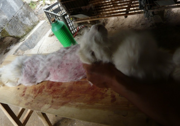 10 Reasons to Leave Angora on the Rack