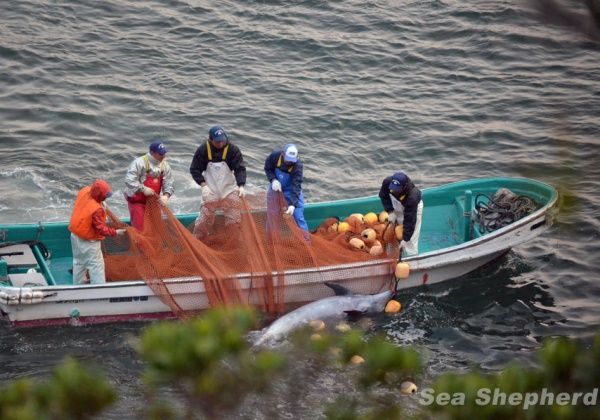 500 Dolphins Slaughtered in Taiji, Japan