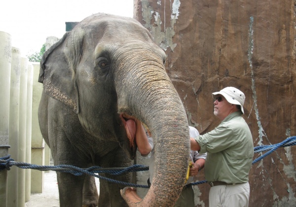 Animals Lose Friend and Defender