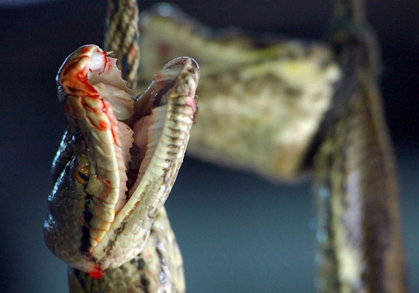 5 Photos That Will Change How You Feel About Snakes