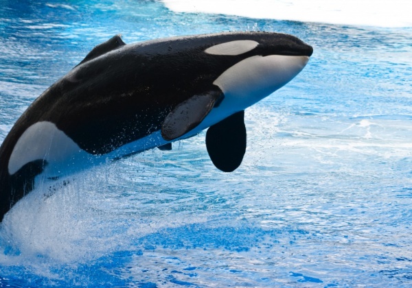 Movie in Review: Blackfish