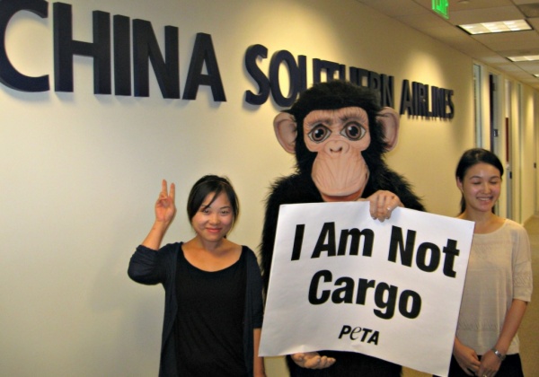 Victory! China Southern Airlines Ends Shipments of Primates to Labs