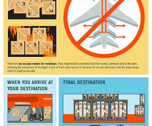 How Monkeys Go From Jungles to Labs