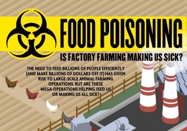 Factory Farming Is Killing You