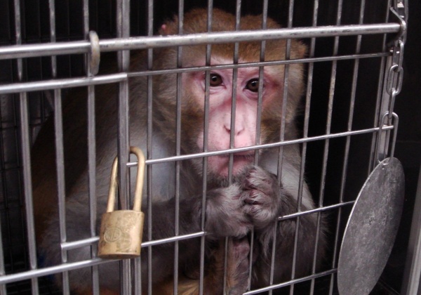 China Southern Airlines Fined for Illegally Shipping Monkeys to Labs