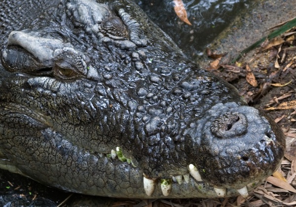 Malang the Crocodile Swims Free, Once Again