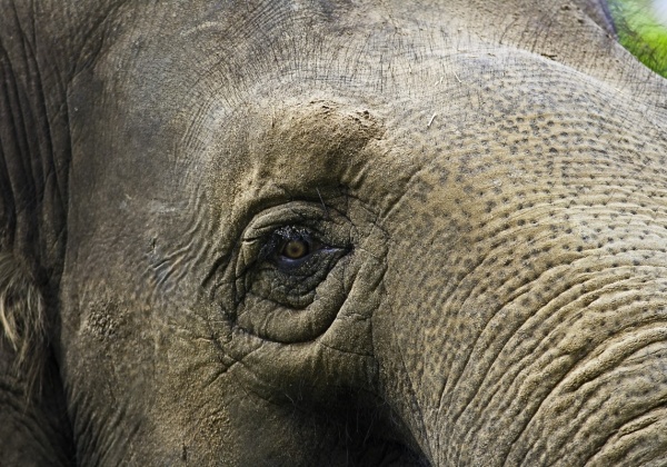 Appalling Animal Attraction: Beppu Jigoku