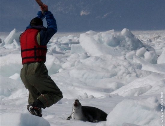 14 Shocking Seal Slaughter Photos