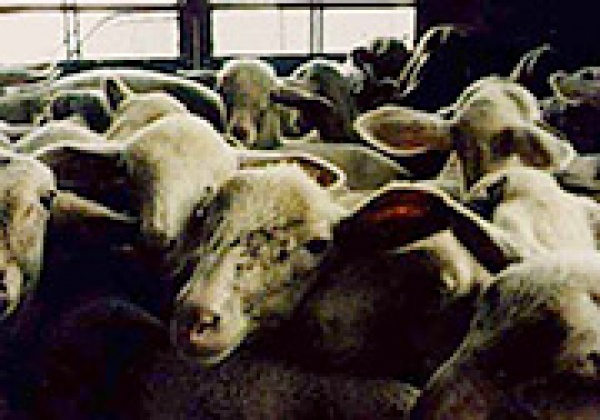 The Environmental Cost of Australian Live Export