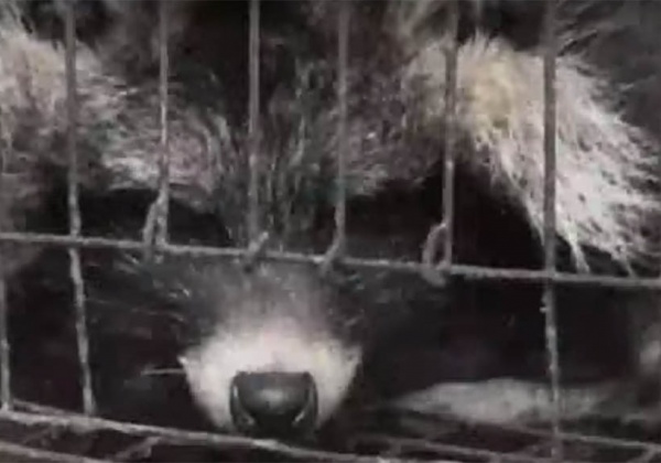 A Shocking Look Inside Chinese Fur Farms