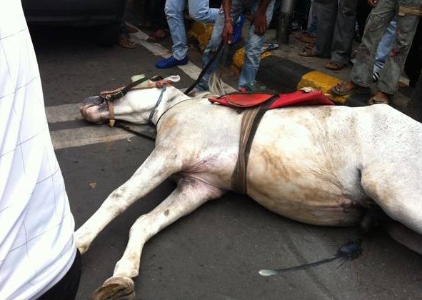 Heartbreaking: Carriage Crash Leaves Horse With Broken Leg