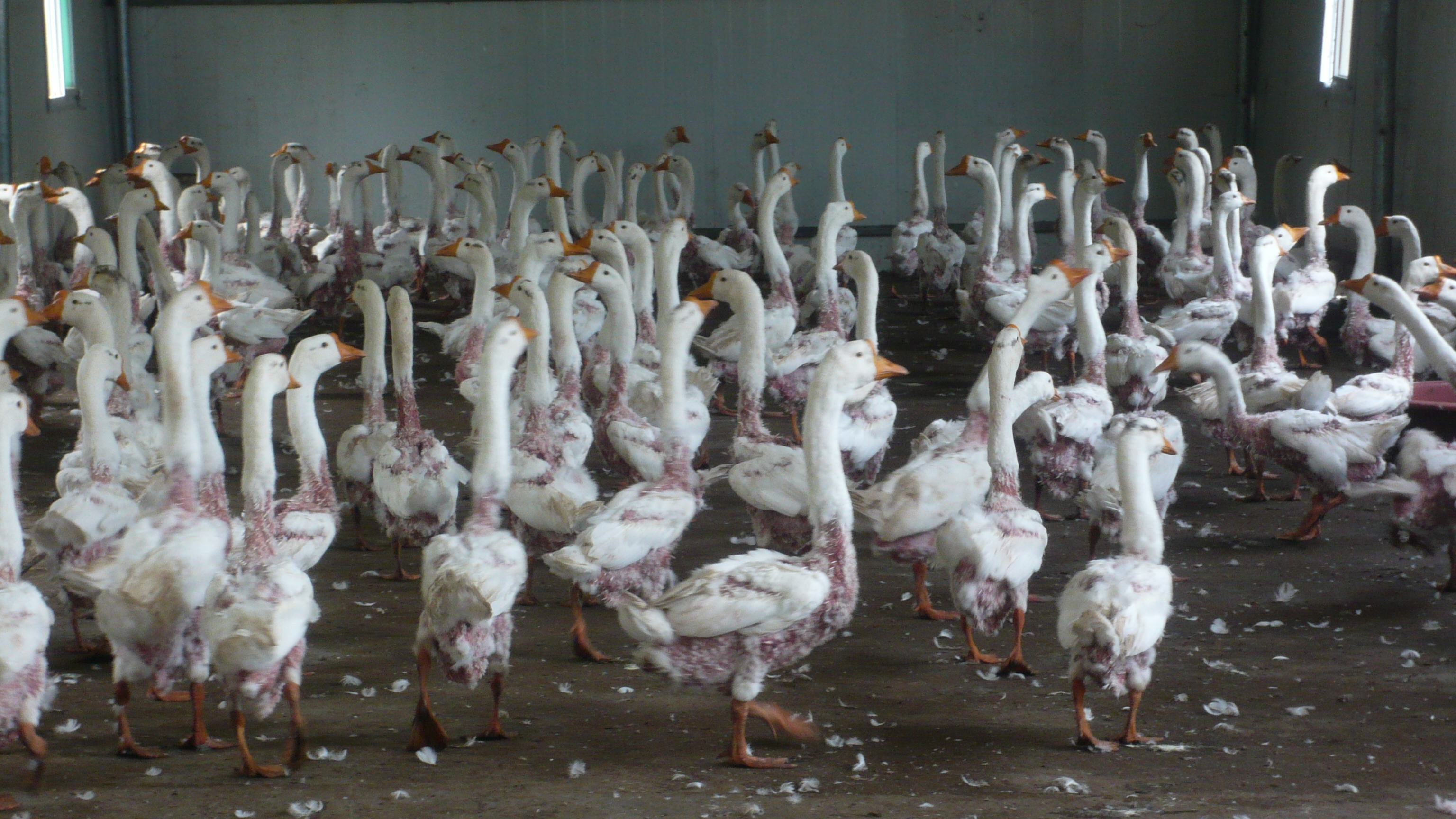 Ducks and Geese Suffer for Down | Animals Used for Clothing - Issues ...