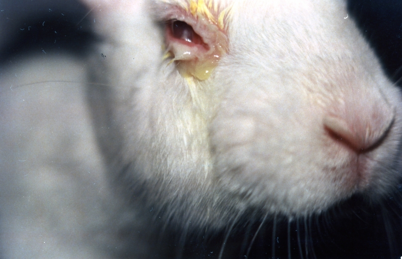 Progress to stop animal testing in China