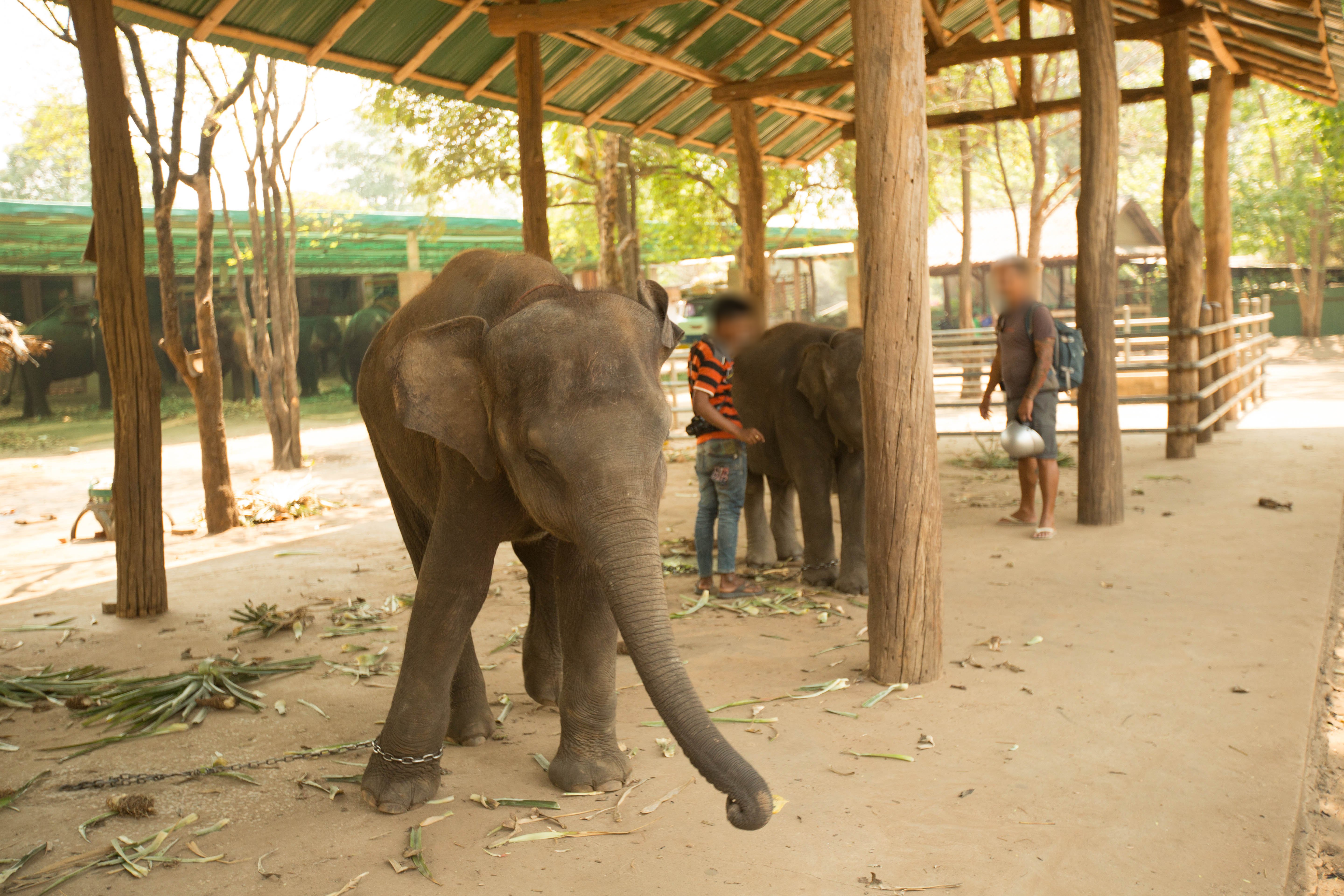 The Future of Film: This CGI Elephant Will Amaze You