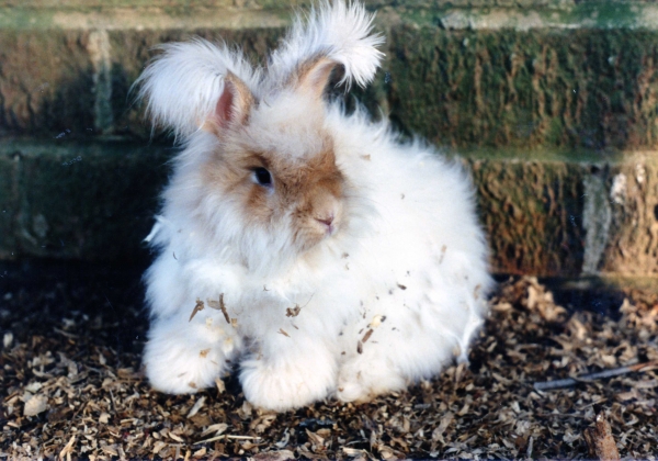 Major International Retailers Halt Angora Production